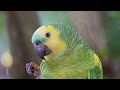 4K HDR 60fps Dolby Vision with Animal Sounds & Relaxing Music (Colorful Dynamic) #9
