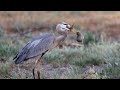 Compilation of some memorable Great Blue Herons eating gophers