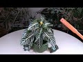 Zebra Plant (Aphelandra squarrosa) Care: What to Know