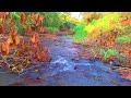 Mystical Forest: Beautiful Stream and Birdsong Symphony, Nature Sounds For Sleeping