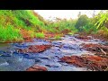 MAJESTIC GENTLE FOREST, RELAXING BIRDS CHIRPING, BABBLING STREAM FOR SLEEPING, MEDITATION, ASMR