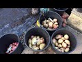 Potato breeding - grow your own seed potatoes