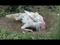 A Turkey Taking A Bath