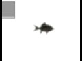 Hey Ya! Low quality ROBLOX! FISH