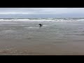 Dobermann Rottweiler mix at the beach