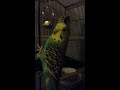 Sofia playing with cup and bell - Parakeet/Budgie