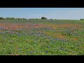 a beautiful field of flowers