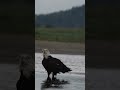 Majestic bald eagles in stunning JuneauAlaska