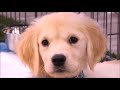 Zak George and the Potty Training Puppy Apartment - How to Potty Train a Puppy