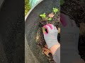 Planting Thornless Raspberries and Blackberries ￼