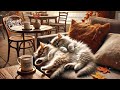 Healing Piano Jazz Work BGM Cafe Healing Relaxing Bossanova chill【Relaxing Cat Chord】