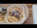 How To Hand feed Baby Parrots | Senegal Parrot| NutriBird |