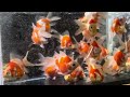 2023年池あげ開始！　　　　　　　　　　　　　　　　　　　　　　　　　#錦鯉 #金魚 #goldfish #玉サバ #福ダルマ#アクアリウム #魚 　#ヤフオク#販売#koi