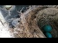 Робин өндөгтэй үүрлэдэг/Robin nests with eggs. 🐦🥚🥚