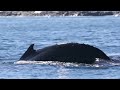 Cetaceans, the Giants of the Open Ocean