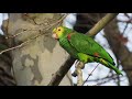 Amazon Parrots   Wild in Germany | Discover PARROTS