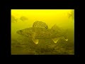 underwater walleye strikes