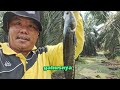 Mancing hari ini...Strek Gabus Banyak.