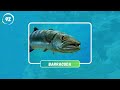 Guess 100 Sea Animals in 3 Seconds 🐬🦑 | Easy, Medium, Hard, Impossible