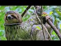 Wildlife of Amazon 4K - Animals That Call The Jungle Home | Amazon Rainforest | Relaxation Film