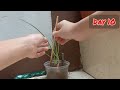 10 DAYS, Day to Day timelapse growing a Red Onion