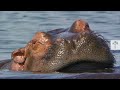 Are Hippos Turning into Carnivores? Tough Times in Africa’s Okavango Delta