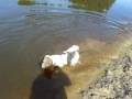 Flin the Wire haired fox terrier at the Mersey near Chorlton-Cum-Hardy