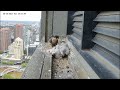 Peregrine Falcon, Wonderful moments with baby Falcon