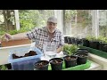 How to transform microgreens into plants for the garden or a little home business - UK 2024