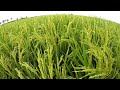 Rice Farming : Dry Season March 2023 | Hybrid