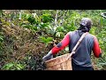 HARVESTING LACURAN MIXED STICKING COFFEE