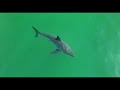 Great White Sharks vs Dolphins: Collection of Drone Footage