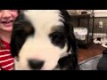 Molly/Jax bernedoodle puppies (pink, red, green collars) 5 wks old!