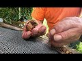 MASSIVE  Beehive Found With 7 Queens and 10 Lbs of Bees !!!!