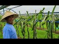 Dragon Fruit Farm Philippines | One of the best Dragon Fruit Farm in the Philippines.