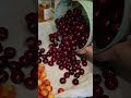 Picking and Cleaning Rainier and Bing Cherries in Central Washington