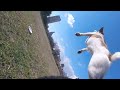 ジャックラッセルテリア POCO ディスク フリースタイル 練習(GoPro)