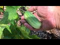 Powdery Mildew Attack, Gardening W/Charlemagne, Blackberry Invader Confirmation