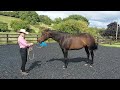 Docs Summer Sky & Terrie-Ranch Conformation-Ultimate Ranch Challenge and Open Ranch Conformation