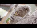 This baby Koala just loves cuddling