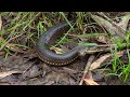 Top 10 dangerous and deadly venomous snakes from Australia