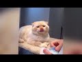 Best Funny Dogs and Cats Videos😻🐕‍🦺Funniest Animal videos 2024🤔