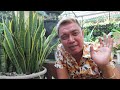 5 SECRET GARDEN TIPS IN GROWING SNAKE PLANTS | MAS MAGANDA  AT MAS, MALAGO