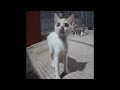 🙀🤣 Best Cats Videos 😻🤣 Best Funny Animal Videos #17