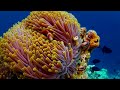 Aquarium 4K Video UHD(60fps) 🐠 Sea Animals With Relaxing Music - Rare & Colorful Sea Life Video