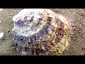 Beautiful shell shells (HD1080p)