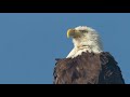 SUNDAY BALD EAGLES