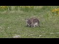 Kangaroo joey way too big for its pouch.