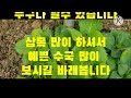 수국 삽목후 31일만에 꽃망울이 생겻습니다