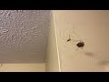 Spider vs bug